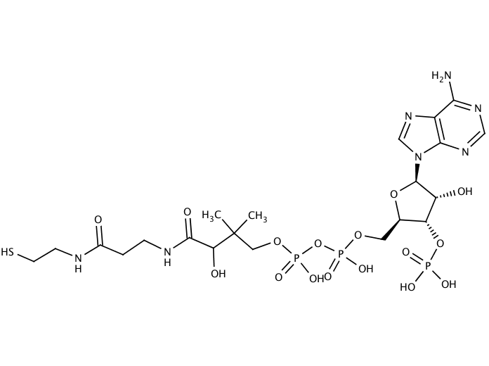 Coenzyme A free acid